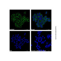 Goat Anti-Rabbit IgG H&L (AF555) (Ready to use),ExactAb™, 已验证, 预吸附, 见 COA,阿拉丁