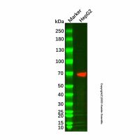 alpha 1 Fetoprotein Mouse mAb,无动物源,无载体,ExactAb™,已验证,高性能,PBS Only,≥95%(SDS-PAGE),0.5 mg/mL,阿拉丁