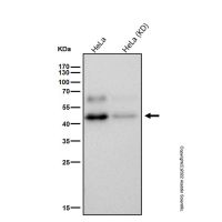 Recombinant MK2 Antibody，已验证, ExactAb™, 敲低验证, 重组, 见COA，阿拉丁