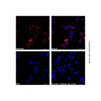 Goat Anti-Rabbit IgG H&L (LumiDye™ Red 700),ExactAb™, 已验证, 1.0 mg/mL,阿拉丁