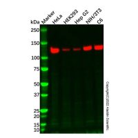 Vinculin Mouse mAb (HRP)，ExactAb™, 已验证, 0.5 mg/mL，阿拉丁