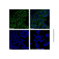 Goat Anti-Rabbit IgG H&L (AF488) (Ready to use),ExactAb™, 已验证, 预吸附, 见COA,阿拉丁