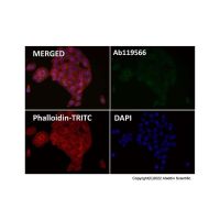 Recombinant pan Cadherin Antibody,ExactAb™, 重组, 已验证, 见COA,阿拉丁