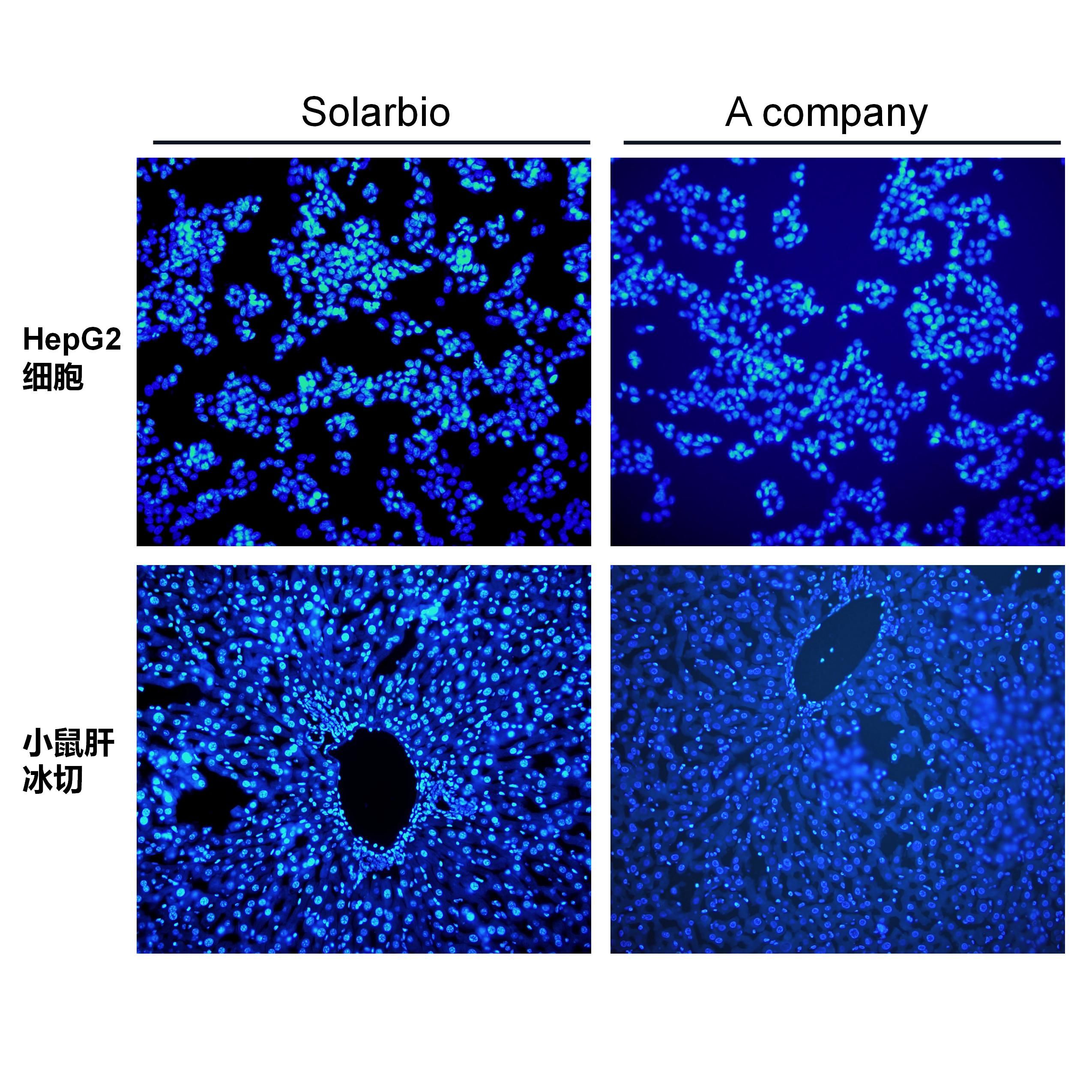增强型抗荧光衰减封片剂 含DAPI