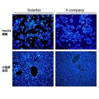 增强型抗荧光衰减封片剂 含DAPI