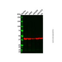 Goat Anti-Mouse IgG H&L (Biotin) (Ready to use),ExactAb™, 已验证, 见COA,阿拉丁