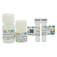 细胞核蛋白与细胞浆蛋白抽提试剂盒,BioReagent, 用于蛋白分析, for western blot, 哺乳动物样品抽提用,阿拉丁