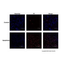 Hoechst 33258/PI细胞凋亡检测试剂盒，BioReagent,生物染色剂,用于显微镜,即用型，阿拉丁