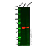Recombinant p53 Antibody,重组, ExactAb™, 已验证, 见COA,阿拉丁