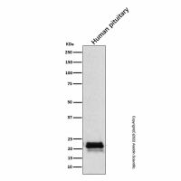 Recombinant FSH beta Antibody，重组, ExactAb™, 已验证, 见COA，阿拉丁