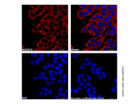 Goat Anti-Mouse IgG H&L (AF594) (Ready to use) ,ExactAb™,已验证,见 COA,阿拉丁