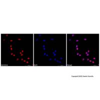 PCNA Mouse mAb (AF594)，ExactAb™,已验证,0.5 mg/mL，阿拉丁