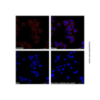Goat Anti-Rabbit IgG H&L (LumiDye™ Yellow-Green 566),ExactAb™, 已验证, 1.0 mg/mL,阿拉丁