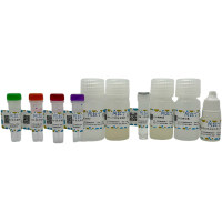 五色多重荧光染色试剂盒(兔鼠通用二抗),适用于免疫荧光(IF), BioReagent, 适用于免疫组织化学(for IHC),阿拉丁