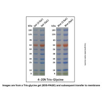 三色预染蛋白Marker (9-180kDa) ，for western blot, 适用于电泳, 9-180kDa; 9 Green/ 16 Blue/ 25 Blue/ 30 Blue/ 38 Blue/ 50 Blue/ 64 Orange/ 85 Blue/ 125 Blue/ 180 Blue kDa，阿拉丁