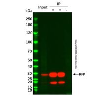 RFP标签免疫(共)沉淀试剂盒 (纳米抗体磁珠法),BioReagent,for IP,阿拉丁