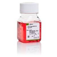 Gibco货号25200-056与25200056胰酶0.25%(胰蛋白酶Trypsin-EDTA)(含酚红)1╳上海睿安生物19121878899