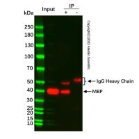 MBP标签免疫沉淀试剂盒(琼脂糖凝胶法) ，BioReagent,for IP，阿拉丁