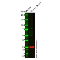 Recombinant Apolipoprotein A I Antibody,重组, ExactAb™, 已验证, 高性能, 见COA,阿拉丁
