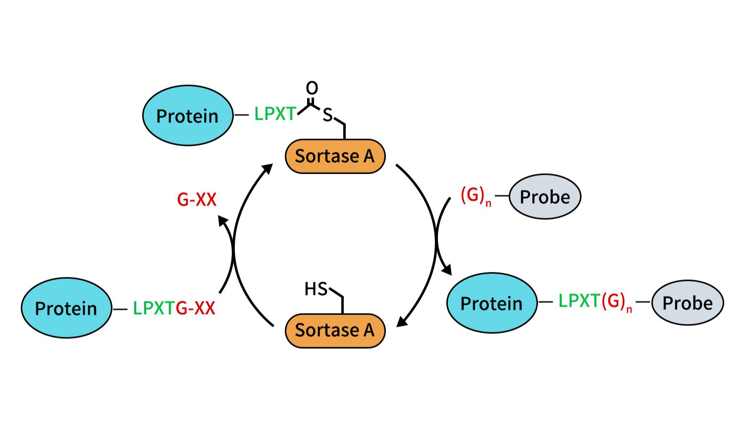 Sortase A蛋白酶：位点特异性蛋白工程的多功能酶工具