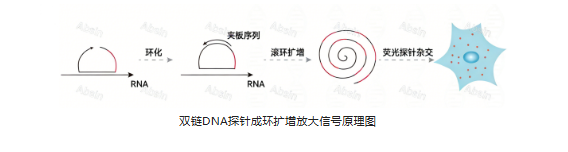 单分子RNA荧光原位杂交（GeneScope）：精准解析RNA时空表达的前沿技术