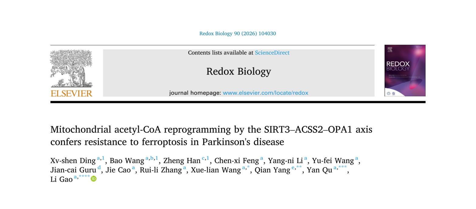 大小鼠步态行为分析系统 | SIRT3‑ACSS2‑OPA1轴介导的线粒体乙酰辅酶A重编程赋予帕金森病细胞铁死亡抵抗性