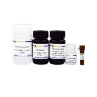 BeyoTSA™酪酰胺信号放大试剂盒(Tyramide-555)