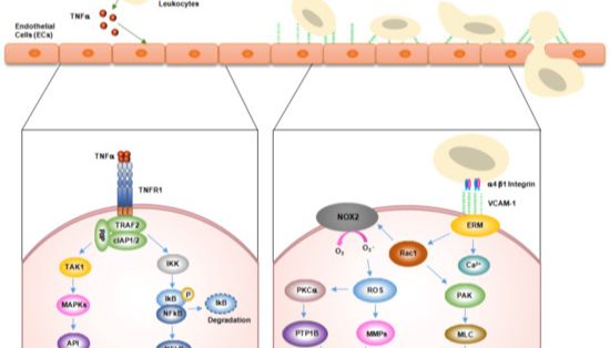 血管细胞粘附分子1 (VCAM-1/CD106)在癌症中的作用