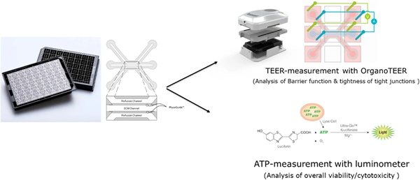 荷兰Mimetas类器官芯片用户文章分享，Merck 连同Mimetas 科研团队发表 “Validation of an MPS-based intestinal cell culture model for the evaluation of drug-induced toxicity” 报告