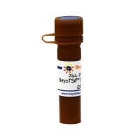 BeyoTSA™ Tyramide-532 (200X)