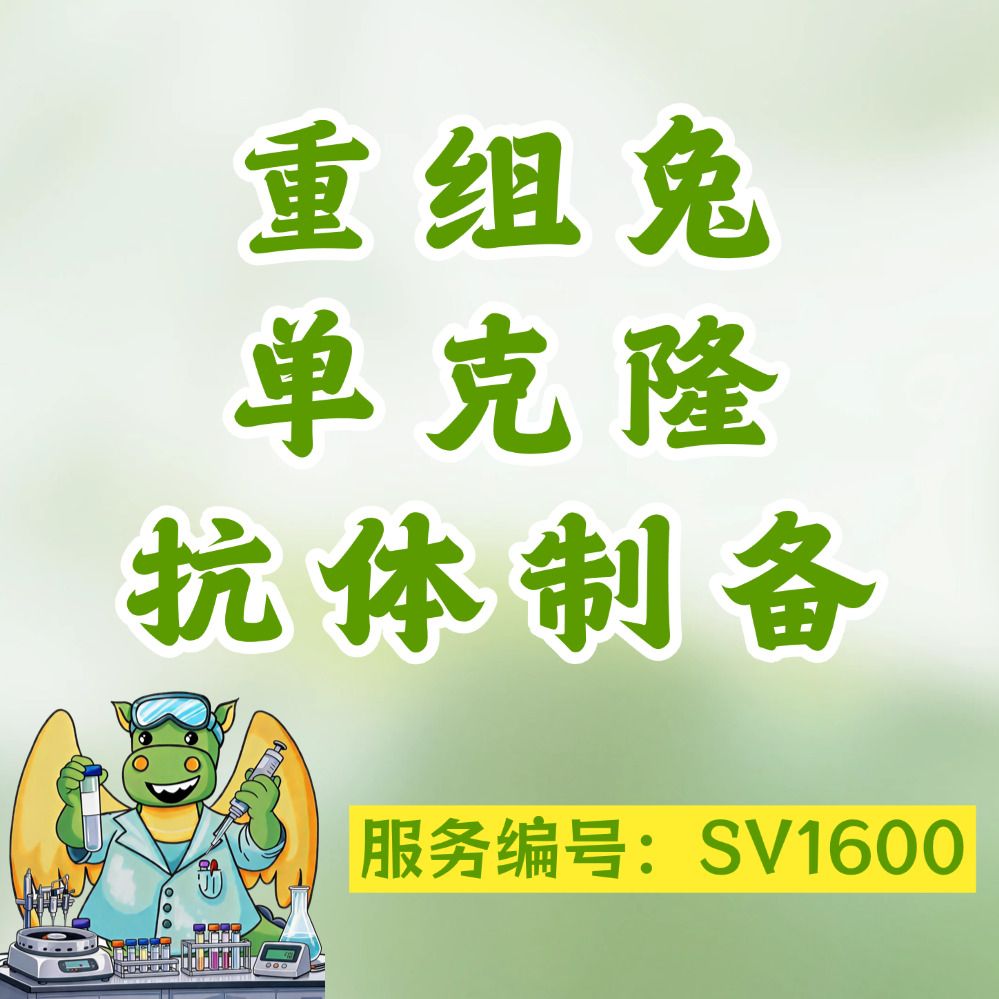 重组兔单克隆抗体制备