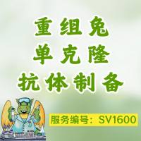 重组兔单克隆抗体制备
