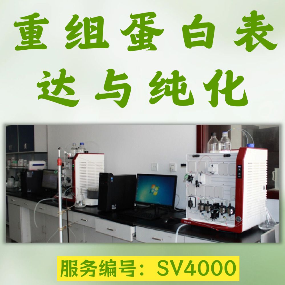 重组蛋白表达与纯化服务