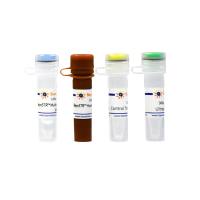 BeyoSTR™细胞株STR鉴定试剂盒(Human,16 Loci)