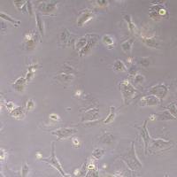 人肺鳞癌细胞NCI-H226-FLUC-puro