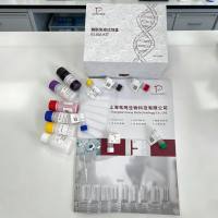 人（Human）生长分化因子15（GDF15）ELISA检测试剂盒