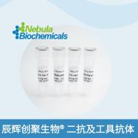 小鼠PD1中和抗体 | Mouse PD1 Neutralization Antibody