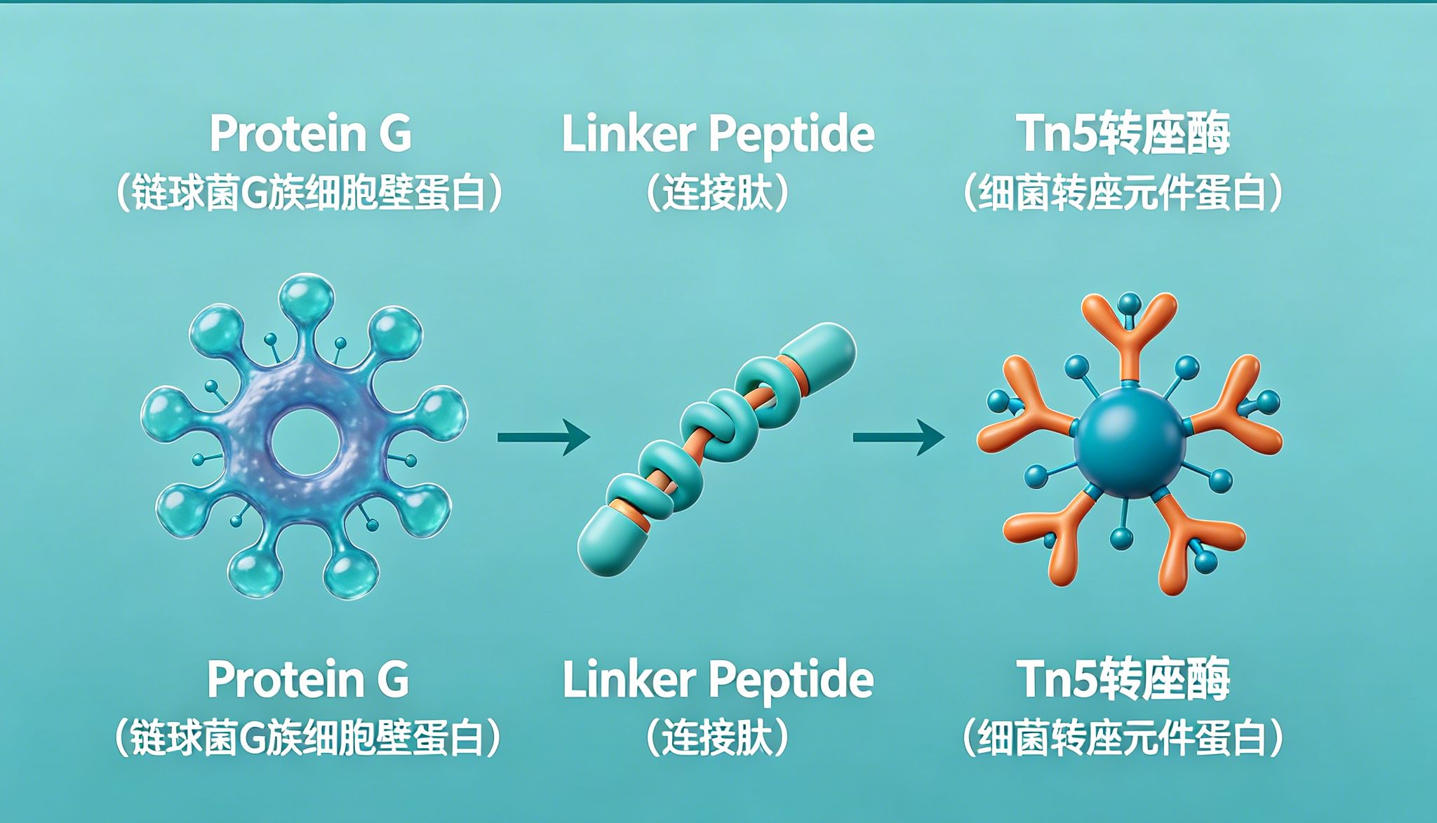 pG-Tn5 Transposase：基因组研究的精密工具