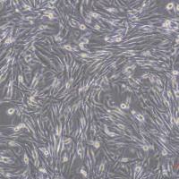 TOPFlash-Luc-EF1a-mCherry HEK293 Cells