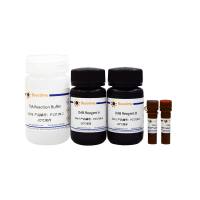 BeyoTSA™酪酰胺信号放大试剂盒(Tyramide-Biotin)