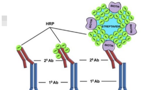 生化信号的艺术：链霉亲和素PloyHRP-Biotin系统带来超灵敏信号放大显色系统的体验