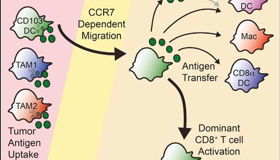 CD103⁺/CD141⁺树突状细胞通过CCR7依赖性机制驱动抗肿瘤免疫应答