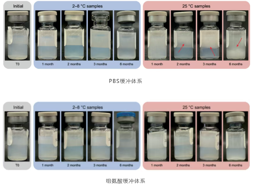 组氨酸缓冲液：提升 siRNA-LNP 稳定性的新方向