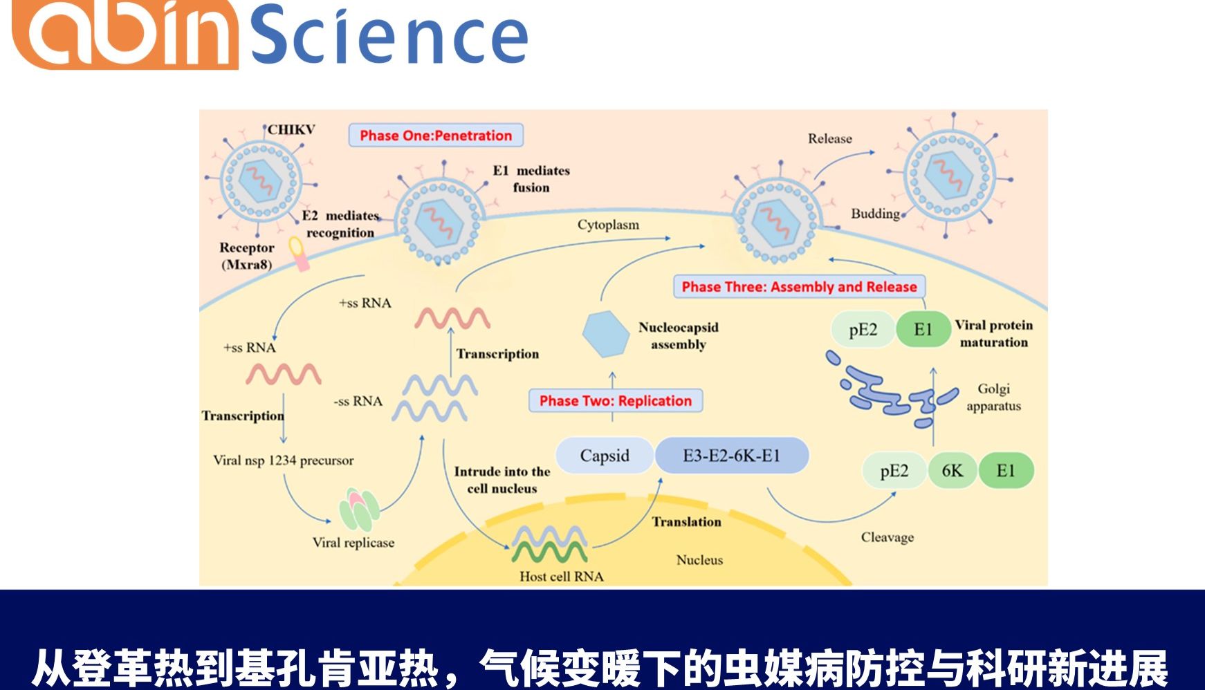从登革热到基孔肯亚热，气候变暖下的虫媒病防控与科研新进展