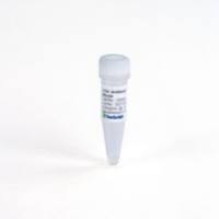 THE™ His Tag Antibody [Biotin], mAb, Mouse