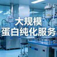 大规模蛋白纯化服务