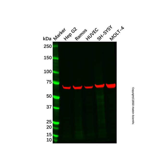 Recombinant Lamin B1 Antibody，ExactAb™, 已验证, 重组, 高性能, 见COA，阿拉丁