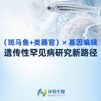 （斑马鱼+类器官）×基因编辑｜遗传性罕见病研究新路径