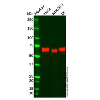 Recombinant MEF2A Antibody，ExactAb™, Validated, 重组, 0.3 mg/mL，阿拉丁
