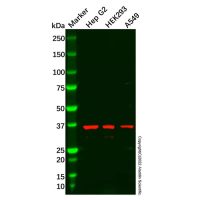 SLC10A1/NTCP1 Antibody，ExactAb™, Validated, 1.0 mg/mL，阿拉丁